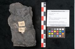 Foto (Objekt + Etikett) von Callipteris sp.  (NHMW-GEO-2024-0188-10919)